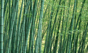 Is bamboo a sustainable resource?